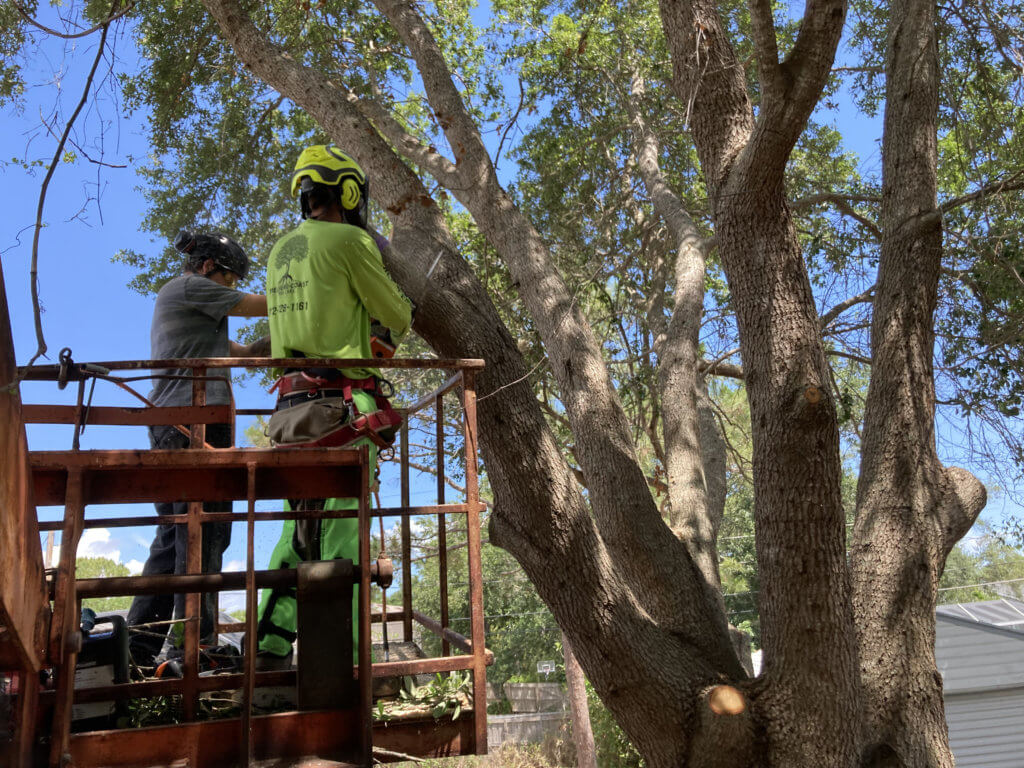 tree removal vero beach