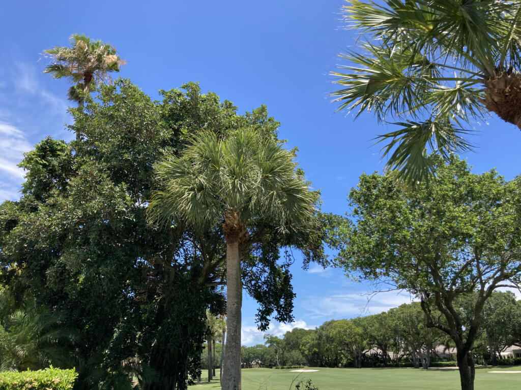 Florida tree care essentials tree care maintenance