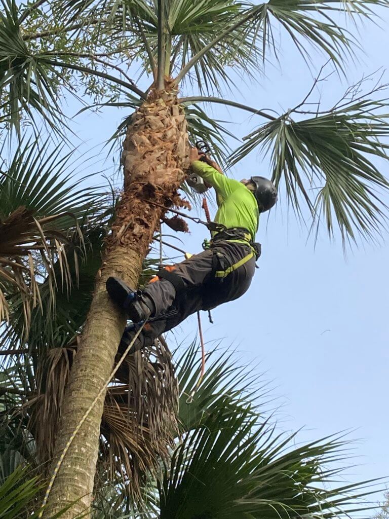 best time for tree pruning