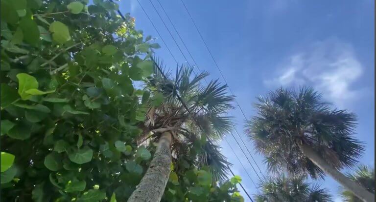 tree trimming palm trees touching power lines