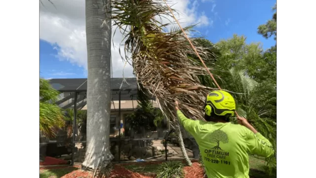 Palm Tree Trimming Vero Beach Florida