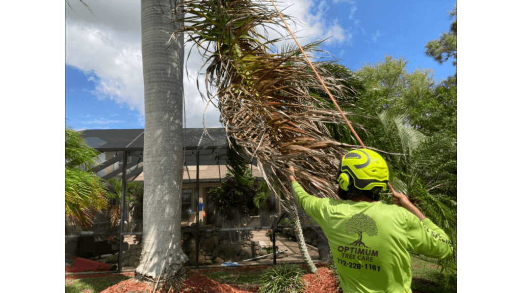 tree trimming