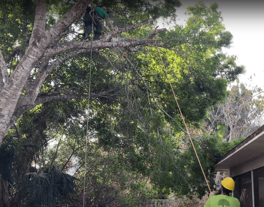 Tree overhanging property vero beach