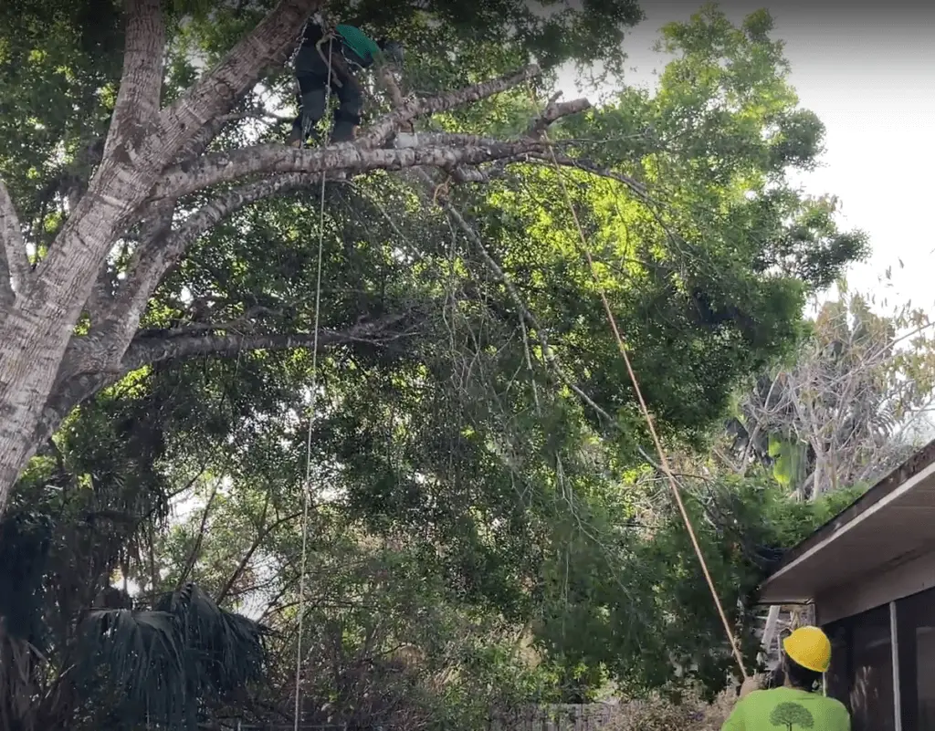 Tree overhanging property vero beach