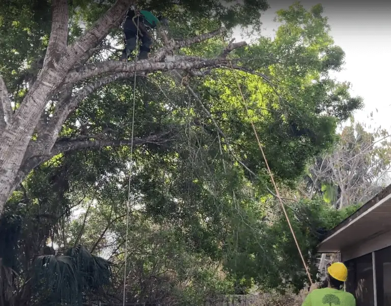 Tree overhanging property vero beach