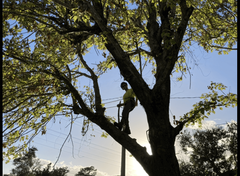 oak tree trim with climber