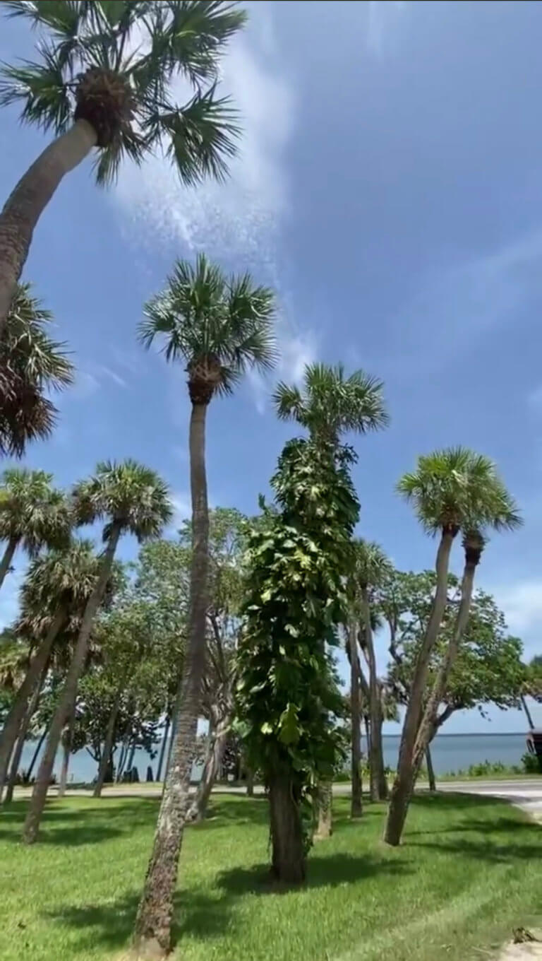 trees palm plenty