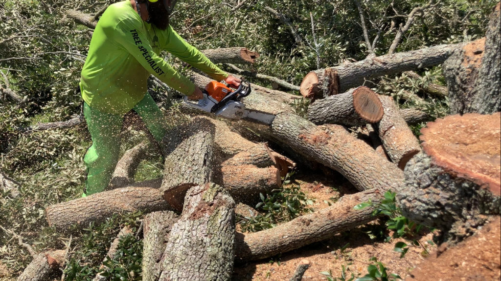 Oak Tree Removal Vero Beach Florida