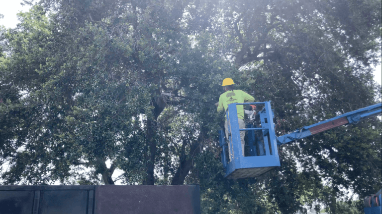 Oak Tree Trimming Vero Beach Florida