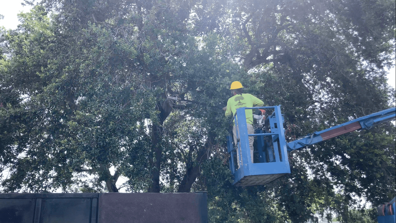 oak tree trimming
