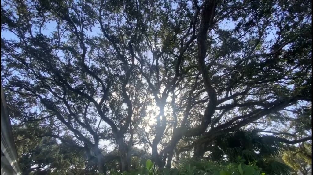 protected large oak tree trimming