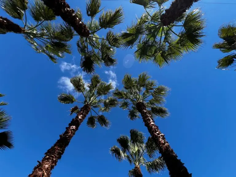 trimmed washingtonia palm vero beach florida
