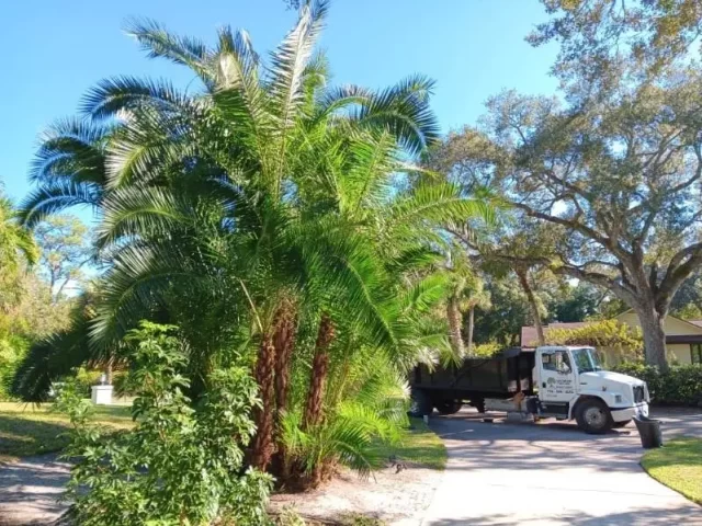 Reclinata Palm Tree Trimming Vero Beach