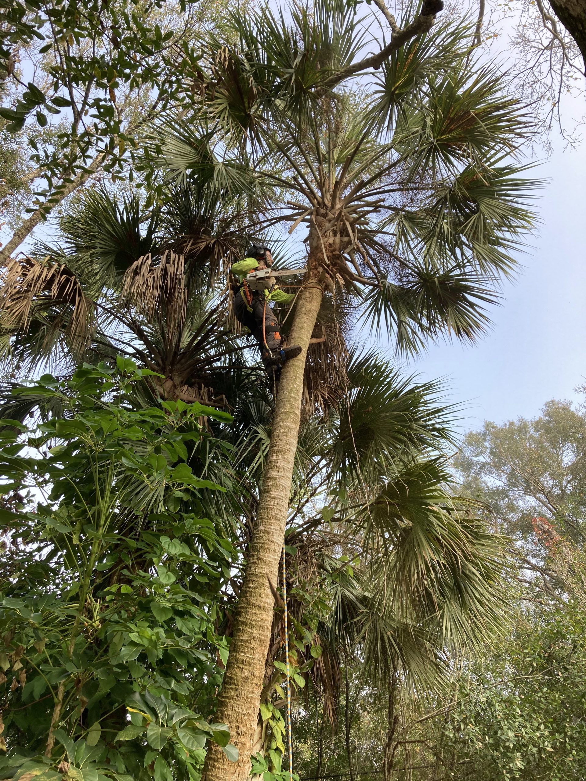 Tree Trimming Florida - Optimum Tree Service