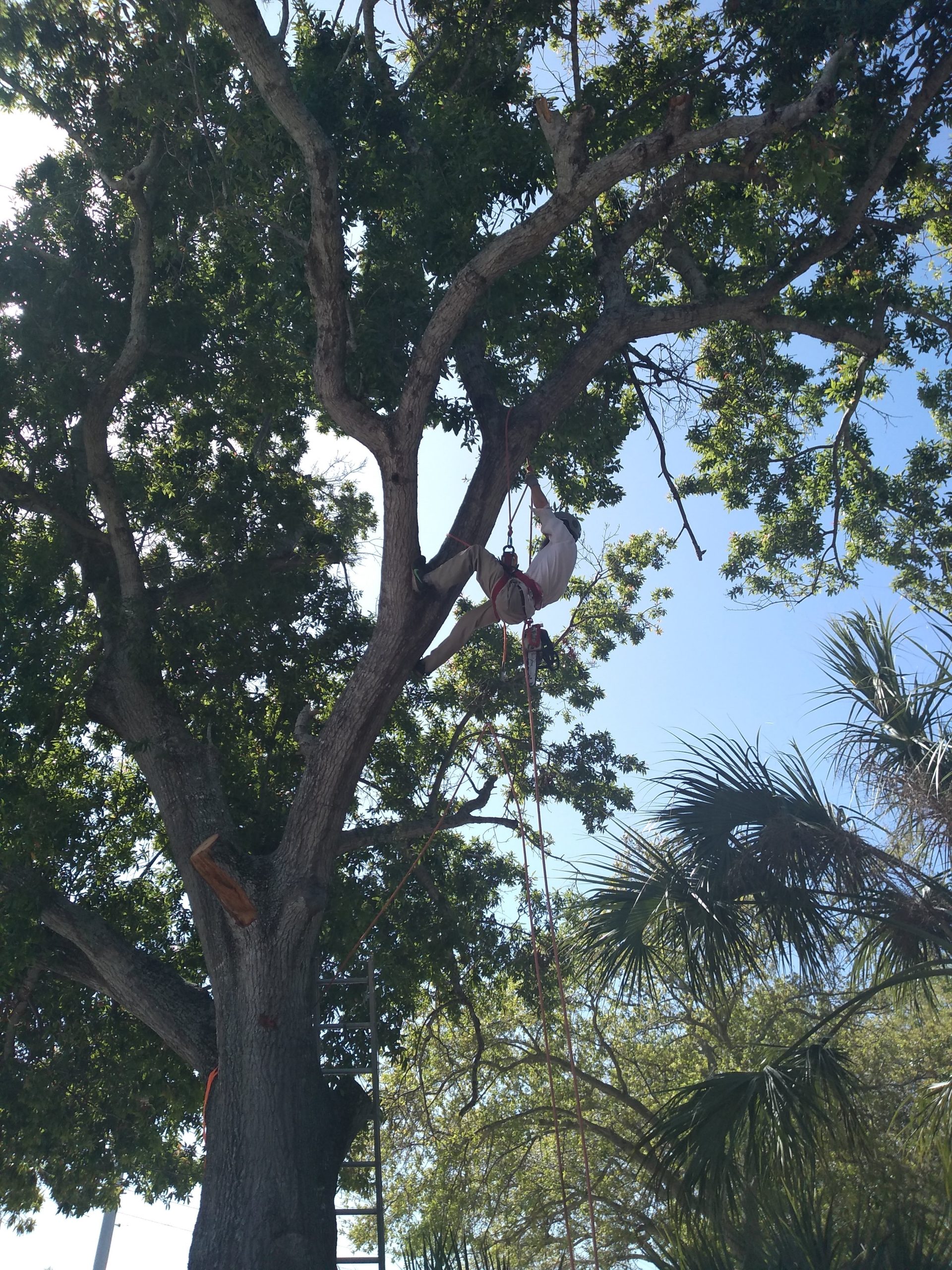 Hurricane Prep Trees