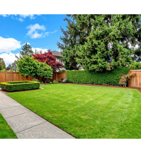 Fertilization Back yard